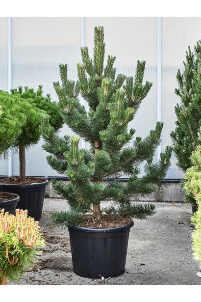 Сосна чорна Орегон Грін в горщику